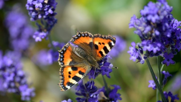 What Sets the Best IEO Teams Apart? Key Takeaways from Expert Analysis