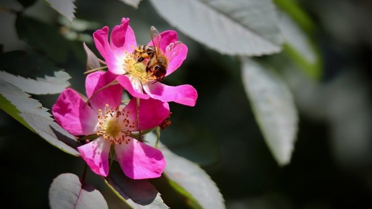 Triumphant Tales: India Secures Top Spot in International English Olympiad