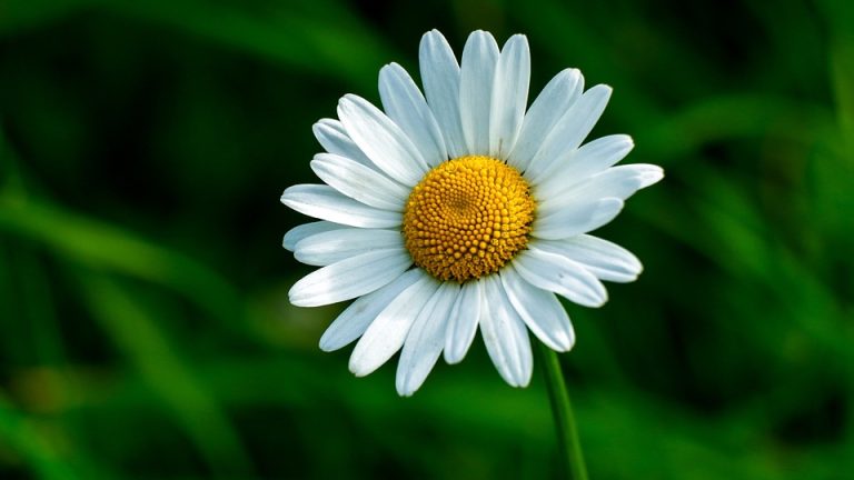 Mastering the Art of Communication: How Winners of the International English Olympiad Conquered