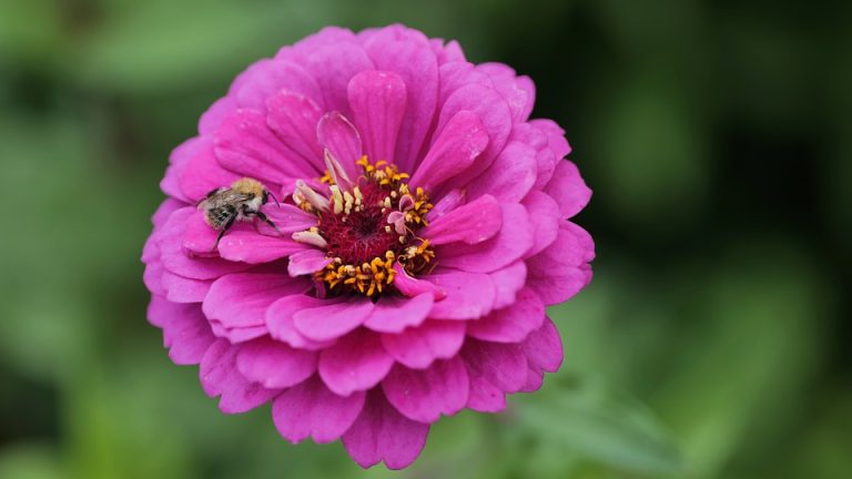 Unraveling the Complexity of the English Language: Insights from Olympiad Winners