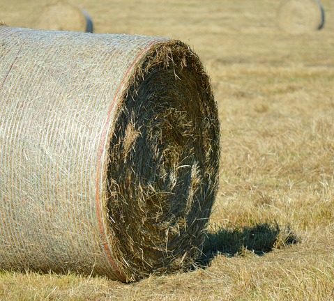 The World Speaks in Harmony: International English Olympiad Celebrates Linguistic Diversity