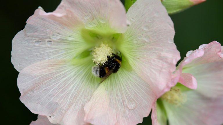 EHF Olympiad Set to Unite Handball’s Best