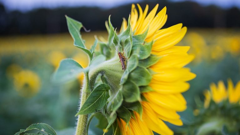 General Olympic News