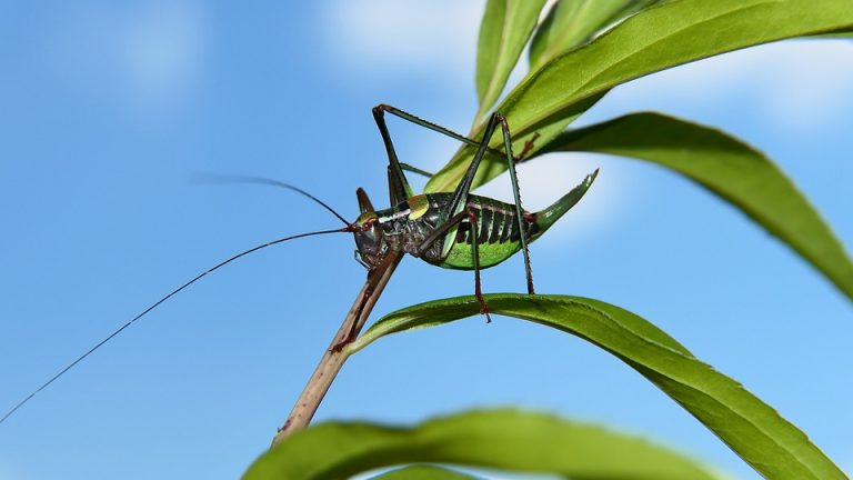 Eduheal Foundation: Empowering Education for a Healthier Tomorrow