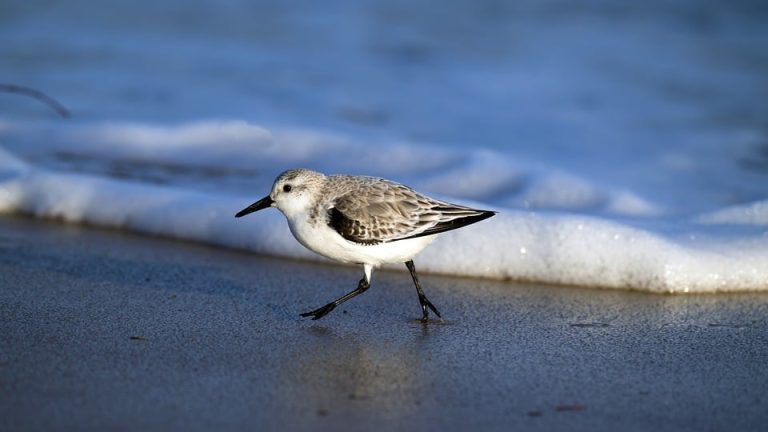 Emergency Meeting Called as Controversy Rocks Olympic Village