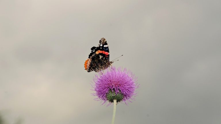 Star Basketball Player Suffers Season-Ending Injury; Team B Reacts