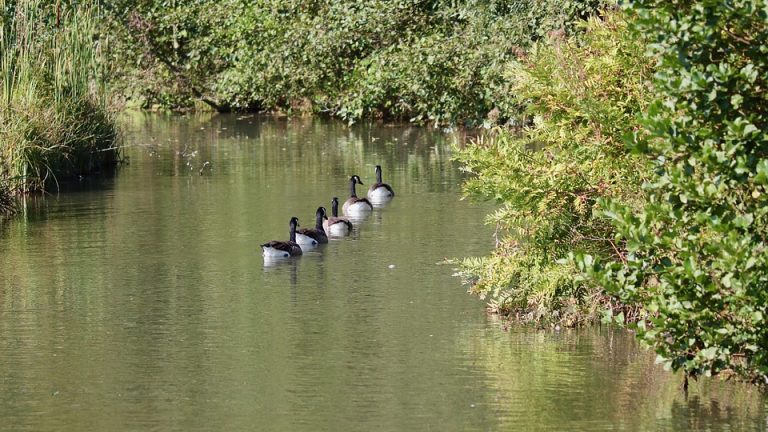 Eduheal Foundation: Revolutionizing Healthcare Education for a Better Tomorrow