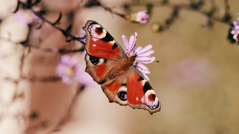 Gymanaliev’s Unstoppable; Karateka Wins Third Gold Medal