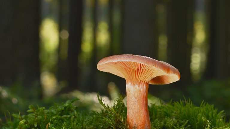 Cracking the Code: How the International English Olympiad Paves the Way for Global Understanding