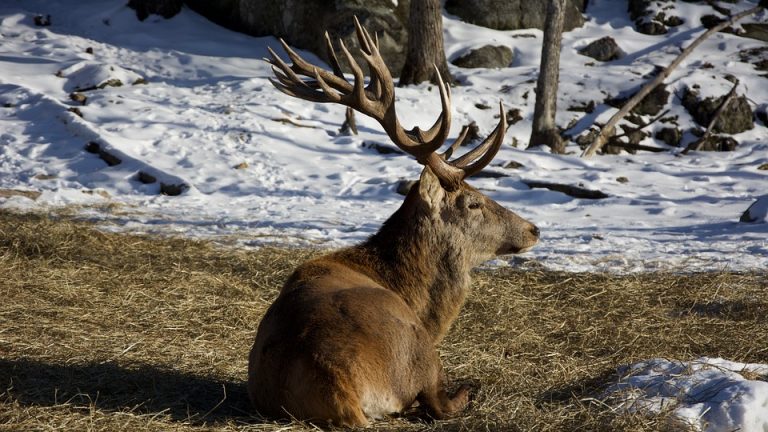 The Power of First Love: How [Athlete’s Name] Found Their Calling