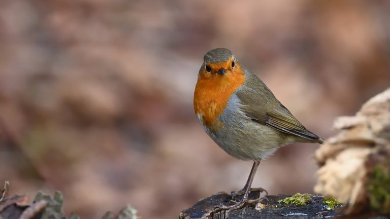 Focusing on the Impact or Applications of the Olympiad