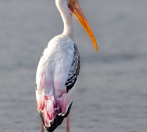 Personal stories and human interest: