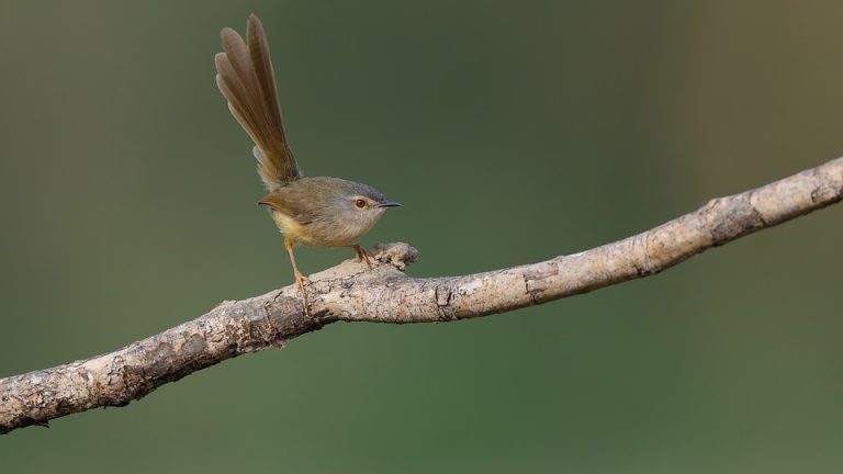 From Rags to Riches: The Rise of [Athlete’s Name] to Olympic Stardom