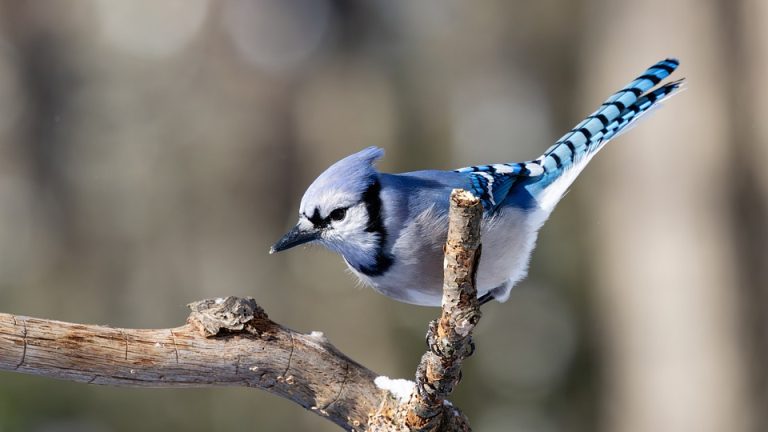 Eduheal Foundation: A Champion for Student Health and Wellness in [City/Region]