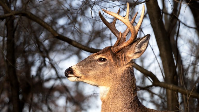 Rise to the Top: The Ultimate Guide to the Olympic Games