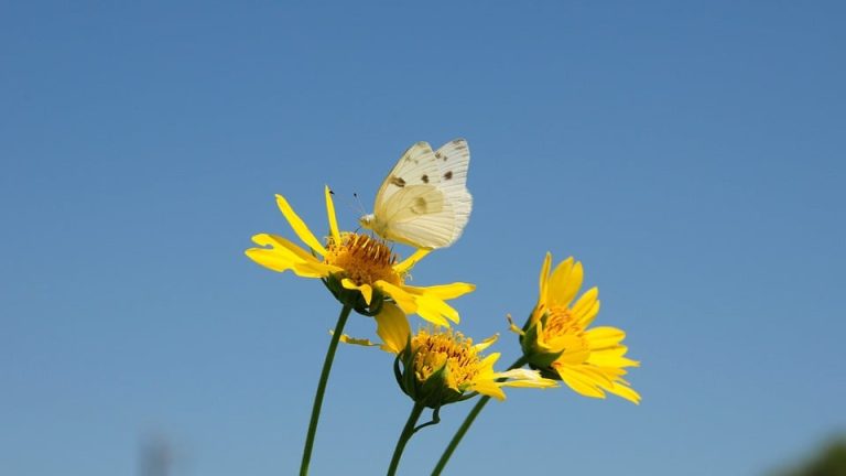 The Power of Poetry: International English Olympiad’s Poetry Recitation Competition