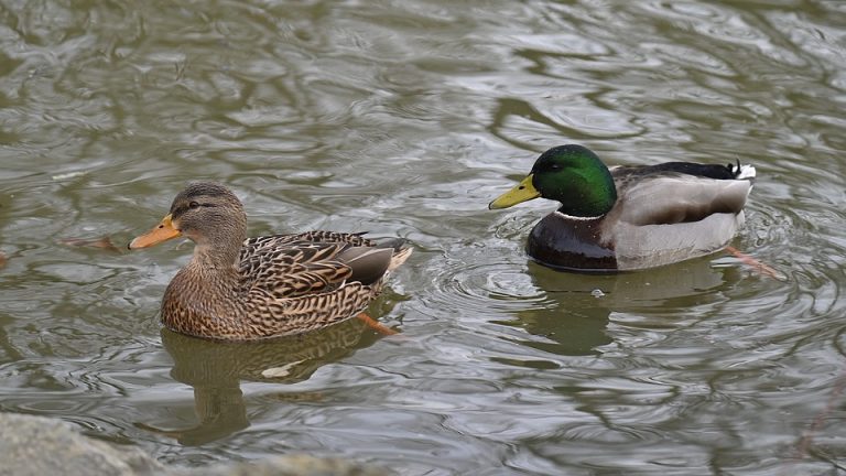 EHF Olympiad: The Ultimate Showdown for European Handball Supremacy