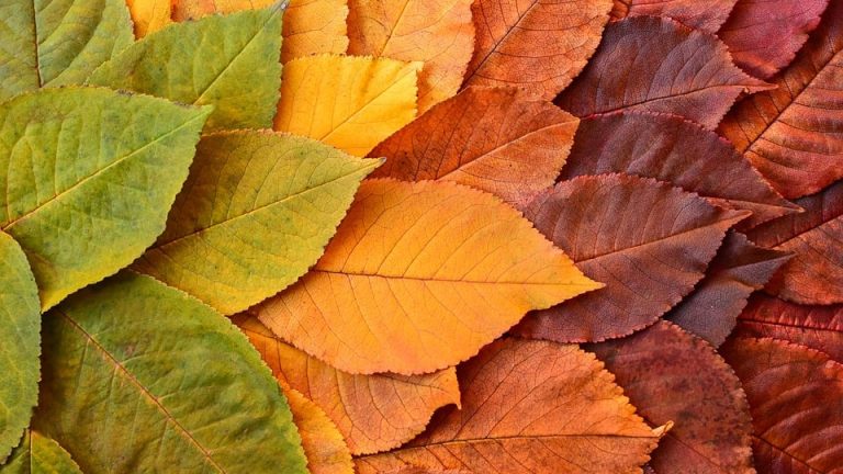 Breaking Down Barriers: How International English Olympiad Can Foster Global Connections