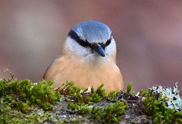 Who Will Win the EHF Olympiad? Favorites, Contenders, and Dark Horses