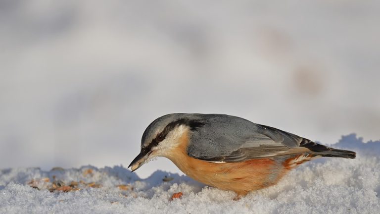 A New Era of Excitement: The Evolution of the Olympics