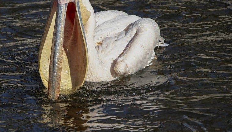 A Stellar Performance: [Country Name] Shines at International English Olympiad