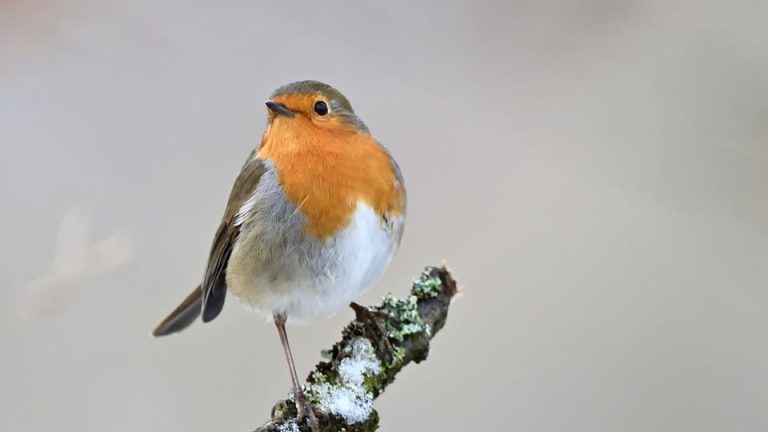 From Small Town to the World Stage: The Inspiring Journey of [Athlete’s Name]