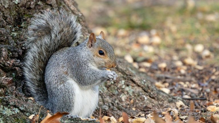 Pride of India: Indian Students Excel at International English Olympiad