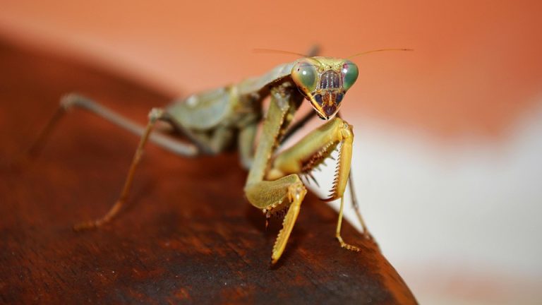 Stumps and Medals: Cricket Takes Center Stage at the Olympiad