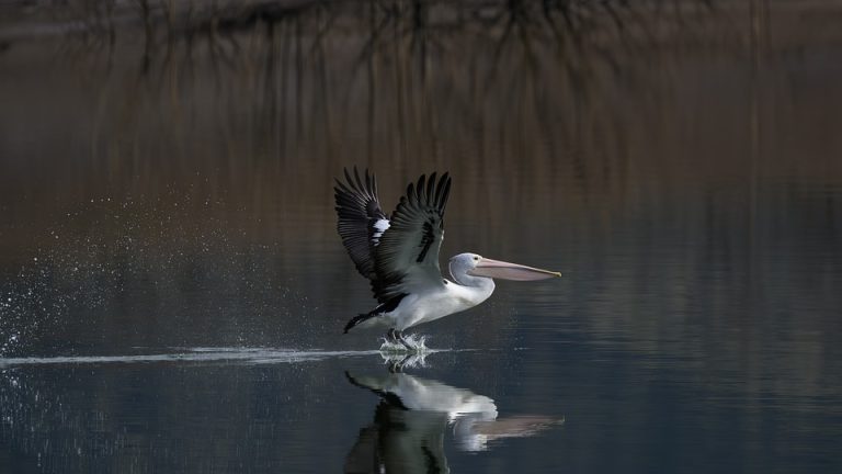Thrills and Spills: EHF Olympiad Serve Up Electrifying Matches – A recap of exciting games and moments from the Olympiad.