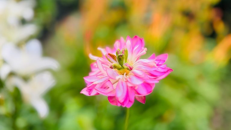 Language Olympians: Students from Around the World Vie for Top Honors in English