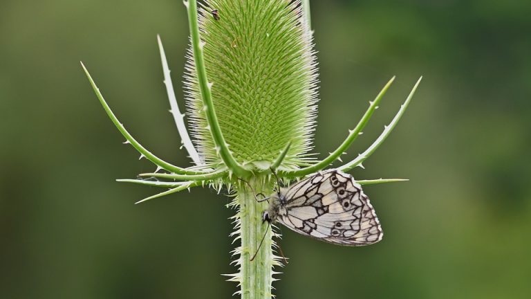 European Powerhouses: EHF Olympiad Showcases Continental Handball Supremacy – A piece analyzing the strength of European teams in the sport.