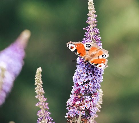 The World’s Best English Language Students Compete in Prestigious Olympiad