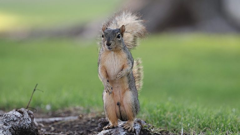 The Ultimate Test of English Language Skills: International Olympiad Pushes Students to Excel