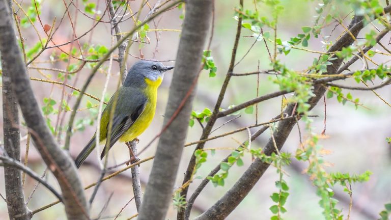 International English Olympiad: Where Grammar Meets Glory