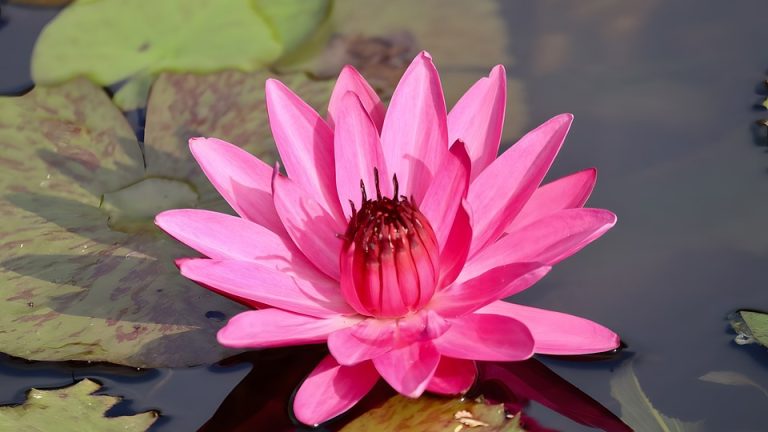 Handball Heroes: Top Teams Clash at EHF Olympiad – A preview of the top matches and teams competing.