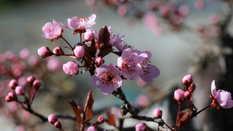 International English Olympiad: A Celebration of Linguistic Diversity and Excellence