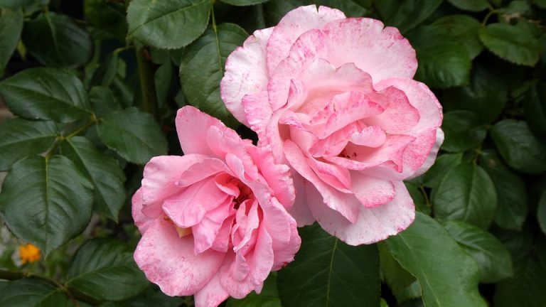 Golden Dreams: EHF Olympiad Kicks Off with High Hopes – An introductory article about the start of the Olympiad.